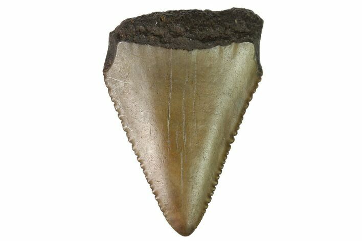 Serrated, Fossil Great White Shark Tooth - South Carolina #164772